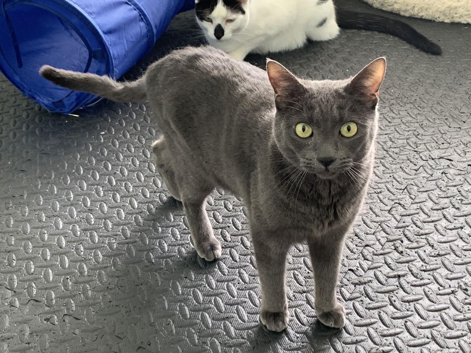 Ivan, Adoptable, Adult Male Russian Blue & Domestic Short Hair.