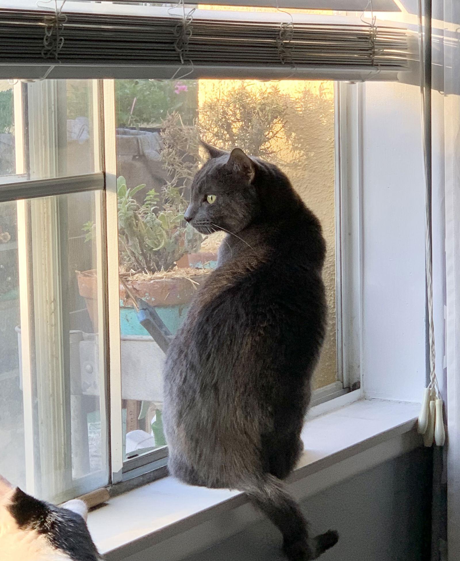 Ivan, Adoptable, Adult Male Russian Blue & Domestic Short Hair.