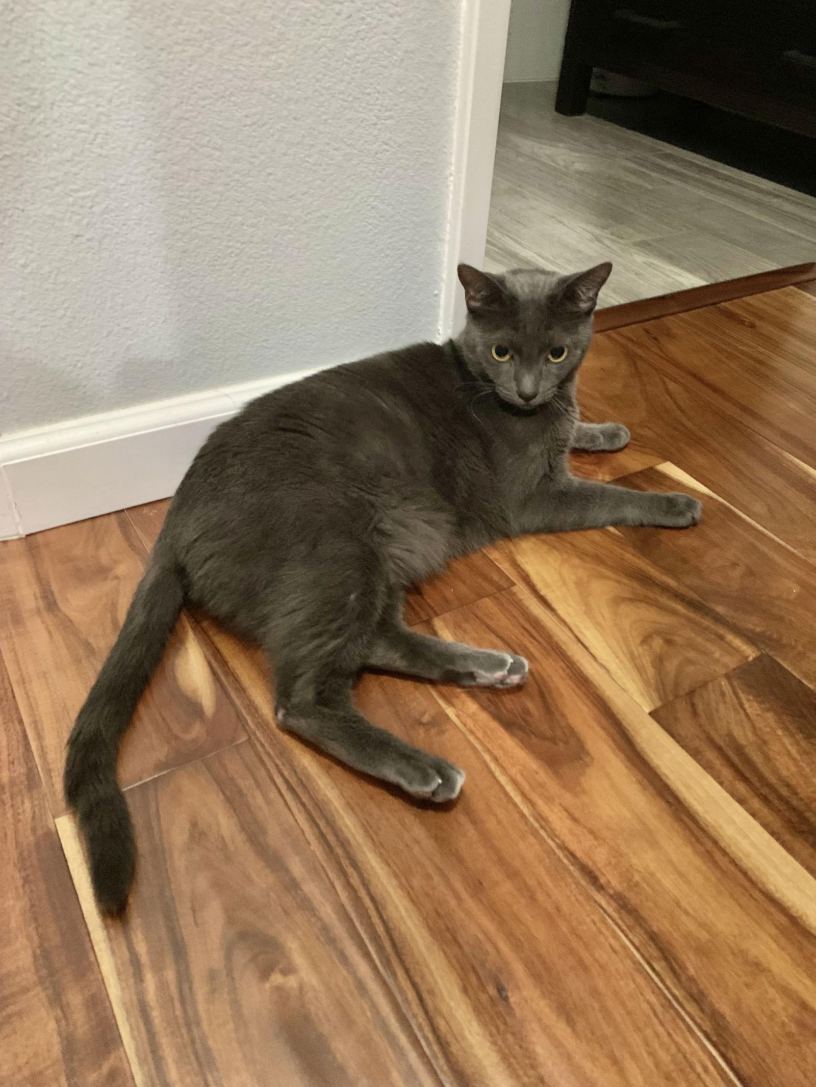 Ivan, a Adoptable mixed breed in Laguna Niguel, CA image 2/3