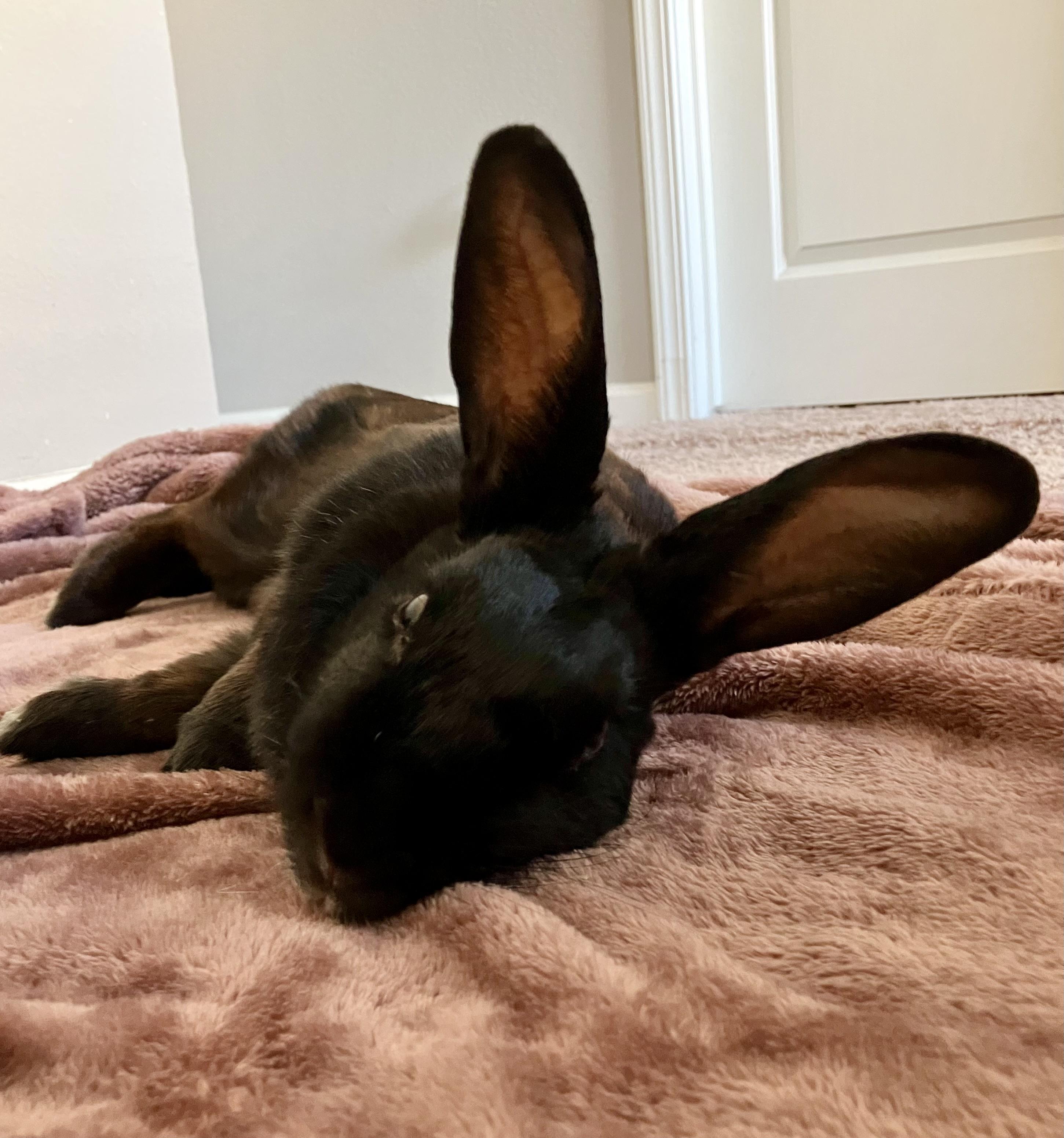 Charlotte, Adopted, Adult Female Bunny Rabbit.