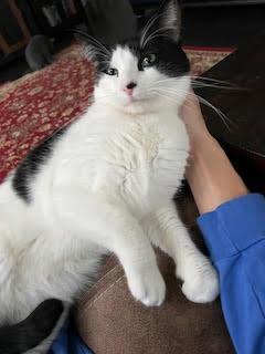 Enlarge Baby Boy, a ADOPTABLE Domestic Short Hair in Nottingham, MD image 3/3