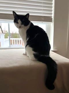 Enlarge Baby Boy, a ADOPTABLE Domestic Short Hair in Nottingham, MD image 2/3