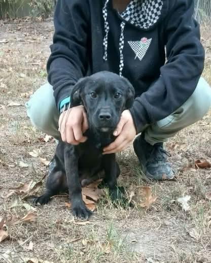 Enlarge Corndog, a Adoptable mixed breed in bauxite, AR image 1/2