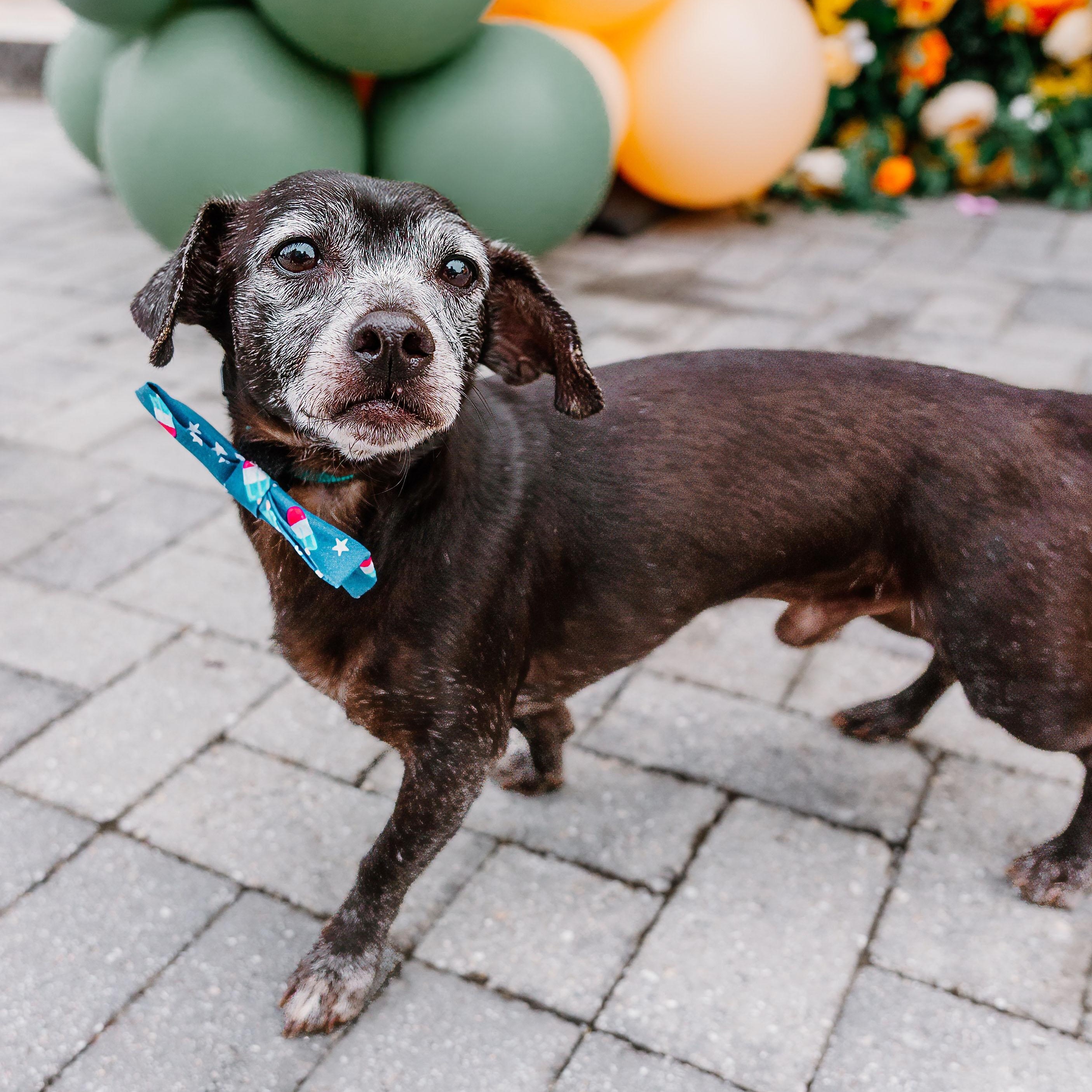 Gary, an adopted mixed breed in Rock Hill, SC image 3/6
