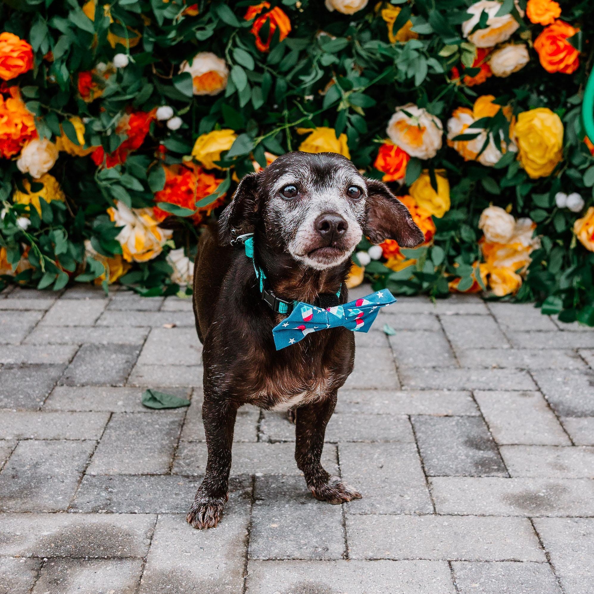 Gary, adopted, Adult Male Mixed Breed.