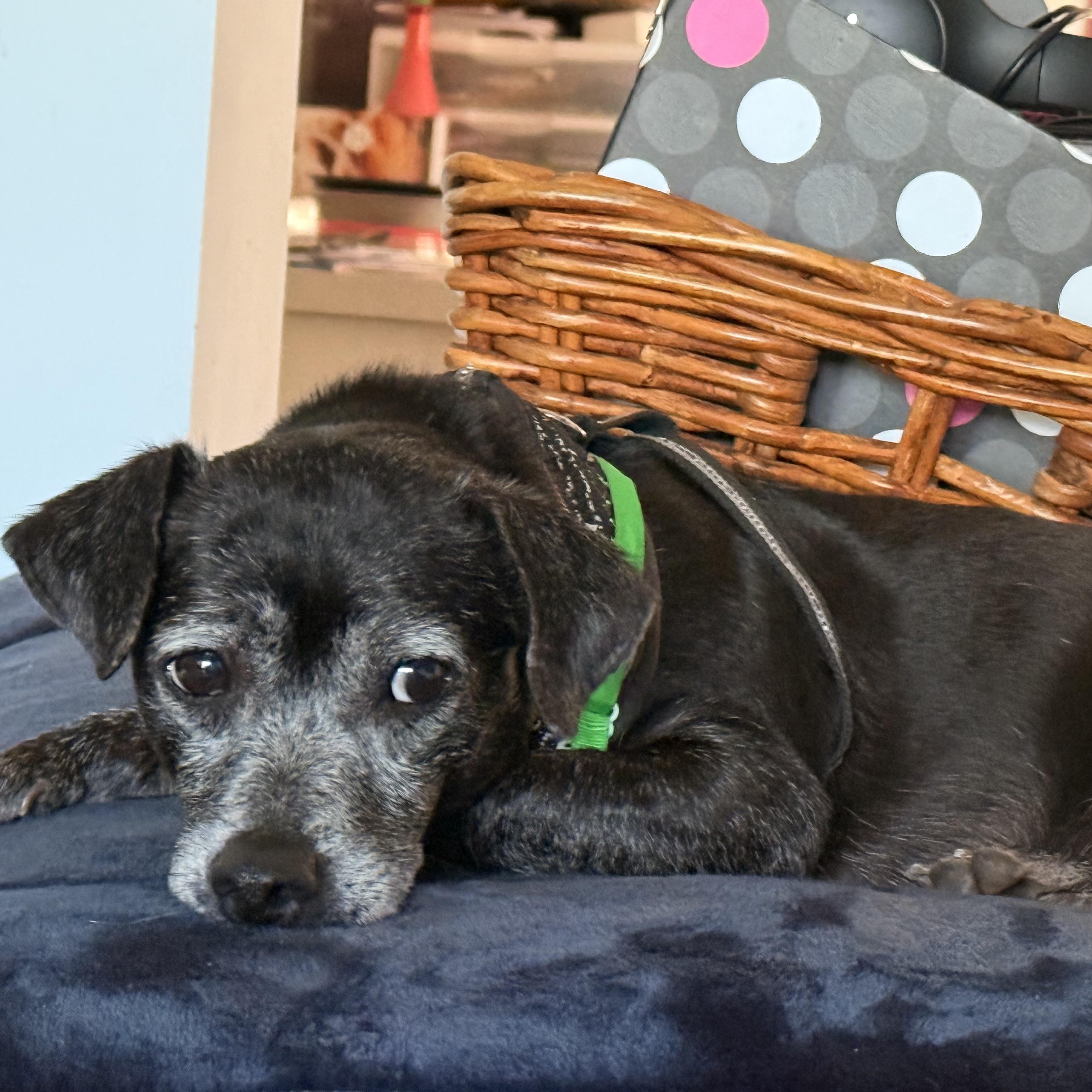 Gary, an adopted mixed breed in Rock Hill, SC image 4/6