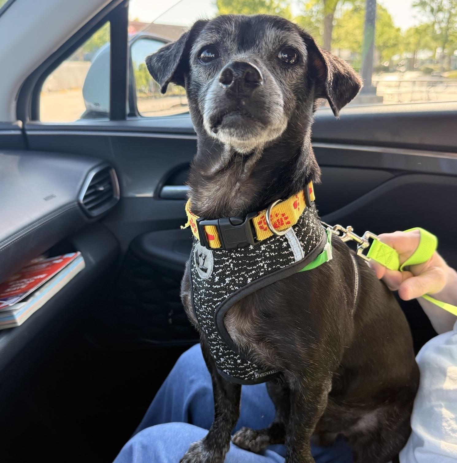 Gary, an adopted mixed breed in Rock Hill, SC image 2/6