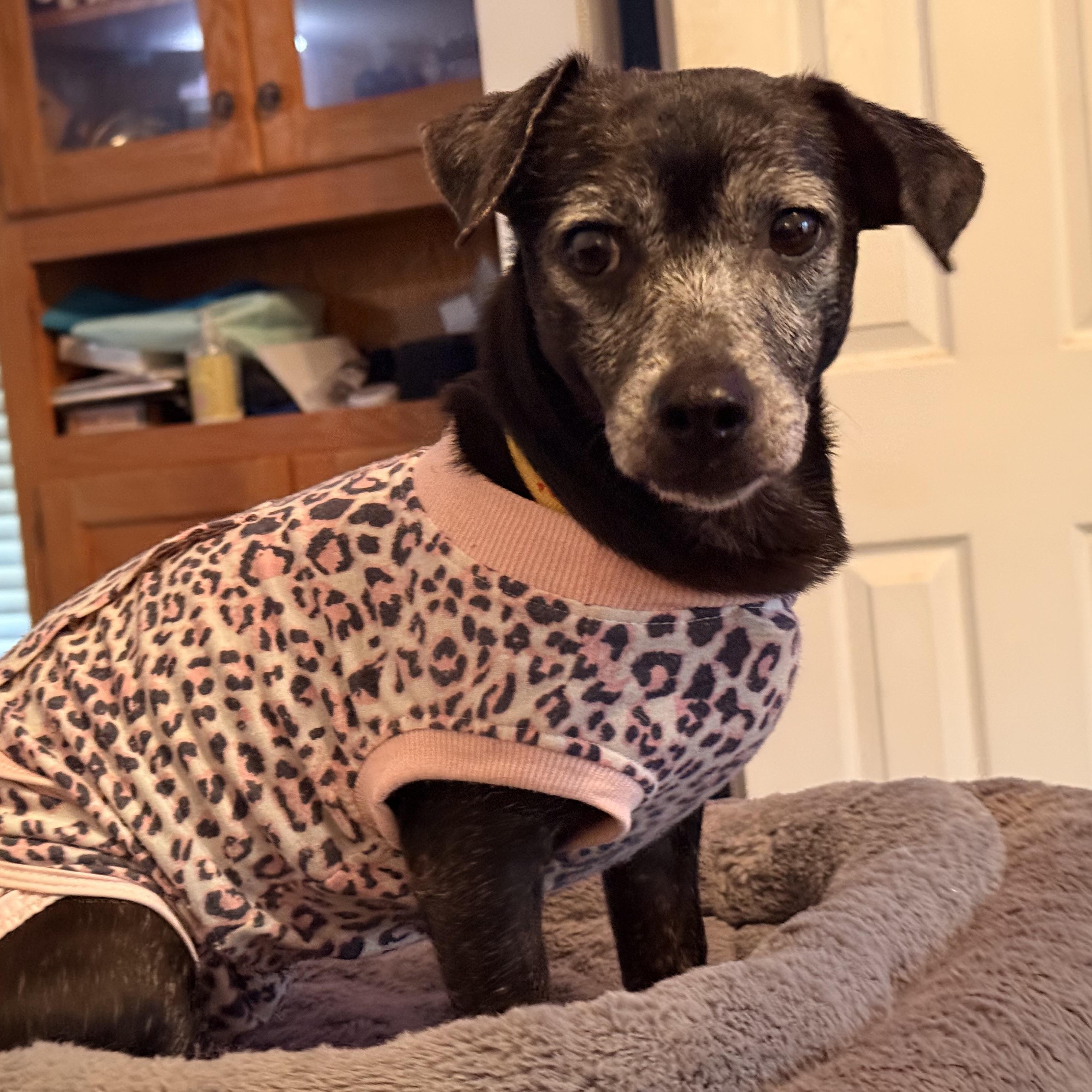 Gary, an adopted mixed breed in Rock Hill, SC image 5/6