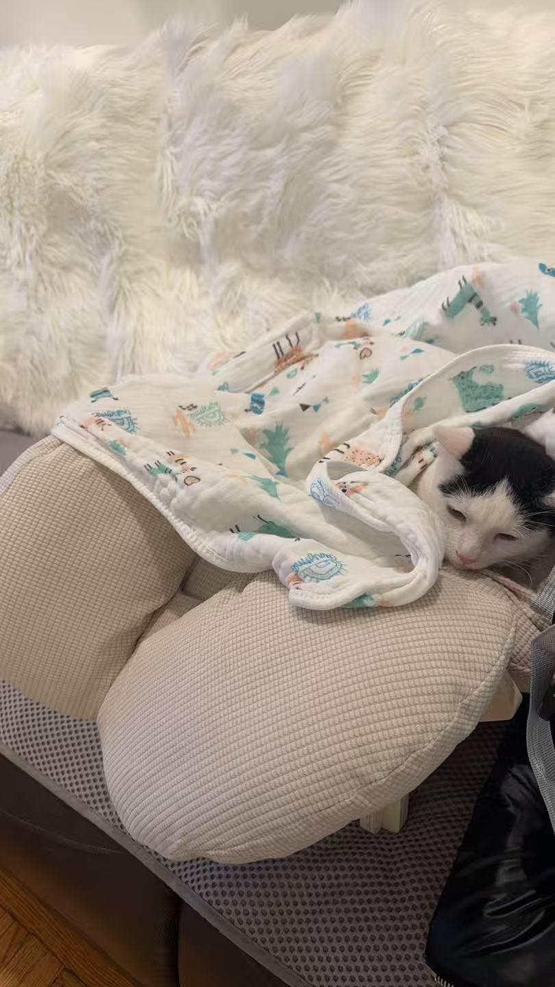 Enlarge Yian Yian, an adopted mixed breed in Flushing, NY image 6/6