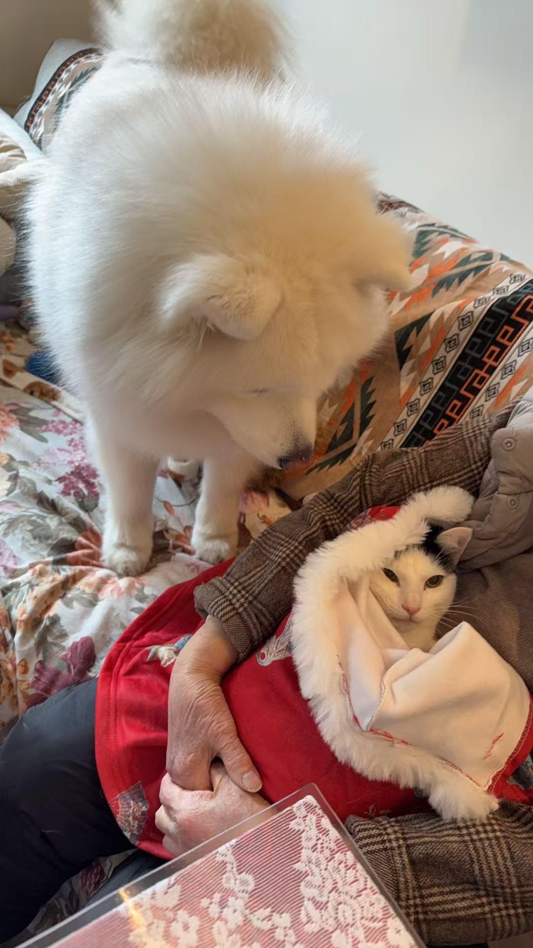 Enlarge Yian Yian, an adopted mixed breed in Flushing, NY image 4/6