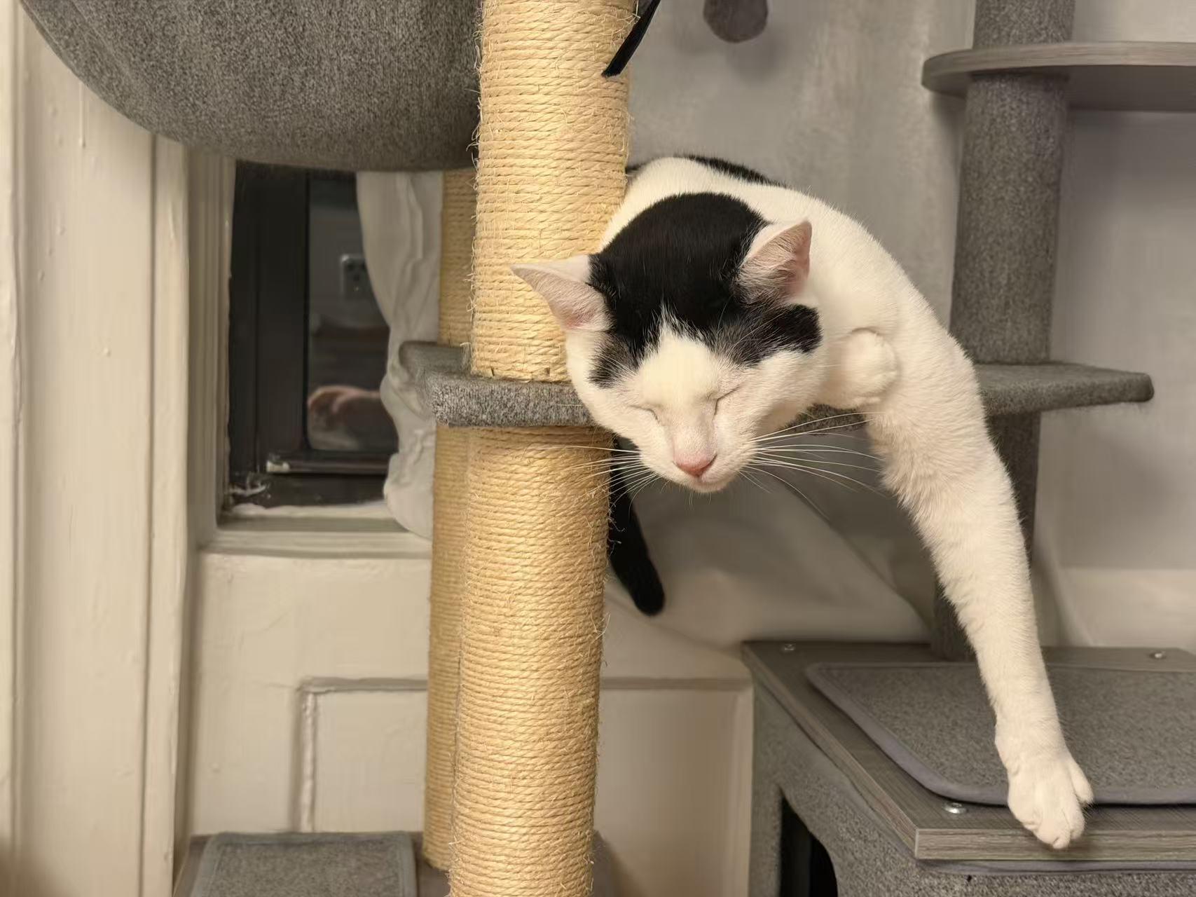 Enlarge Yian Yian, an adopted mixed breed in Flushing, NY image 5/6