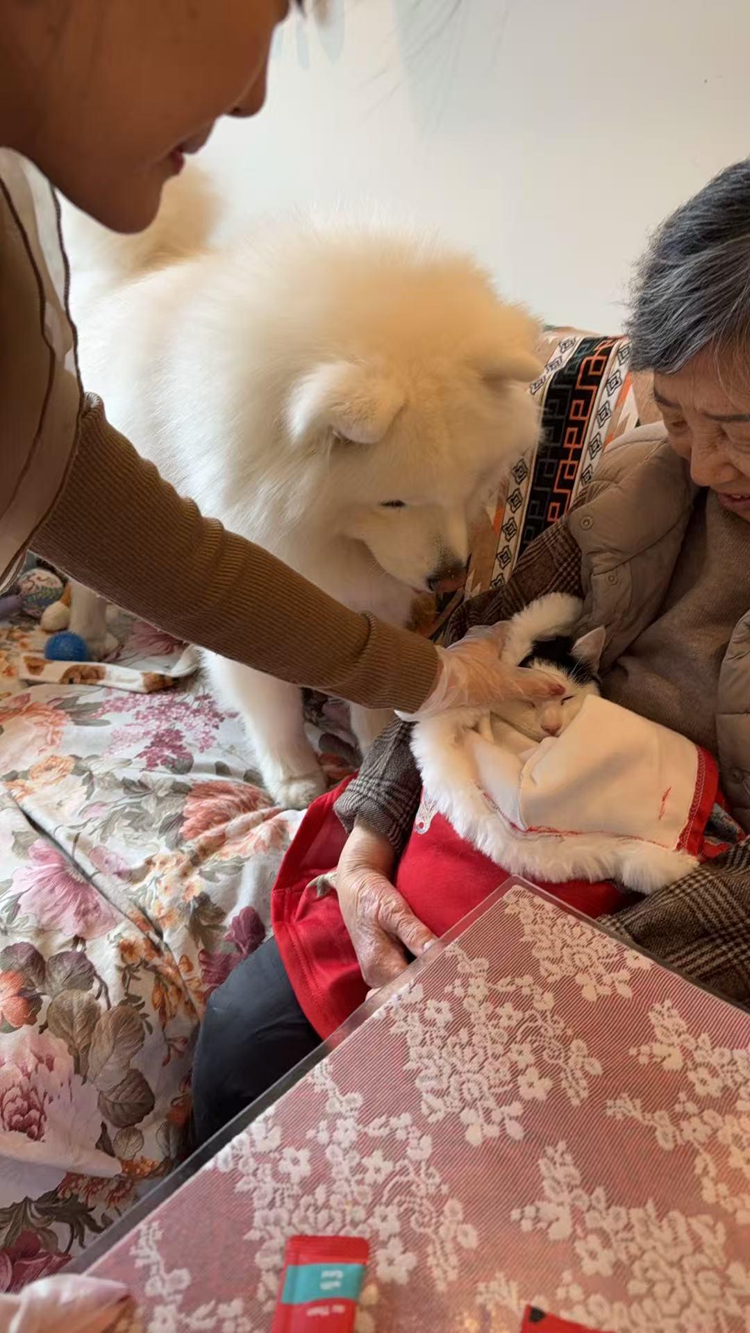 Enlarge Yian Yian, an adopted mixed breed in Flushing, NY image 2/6