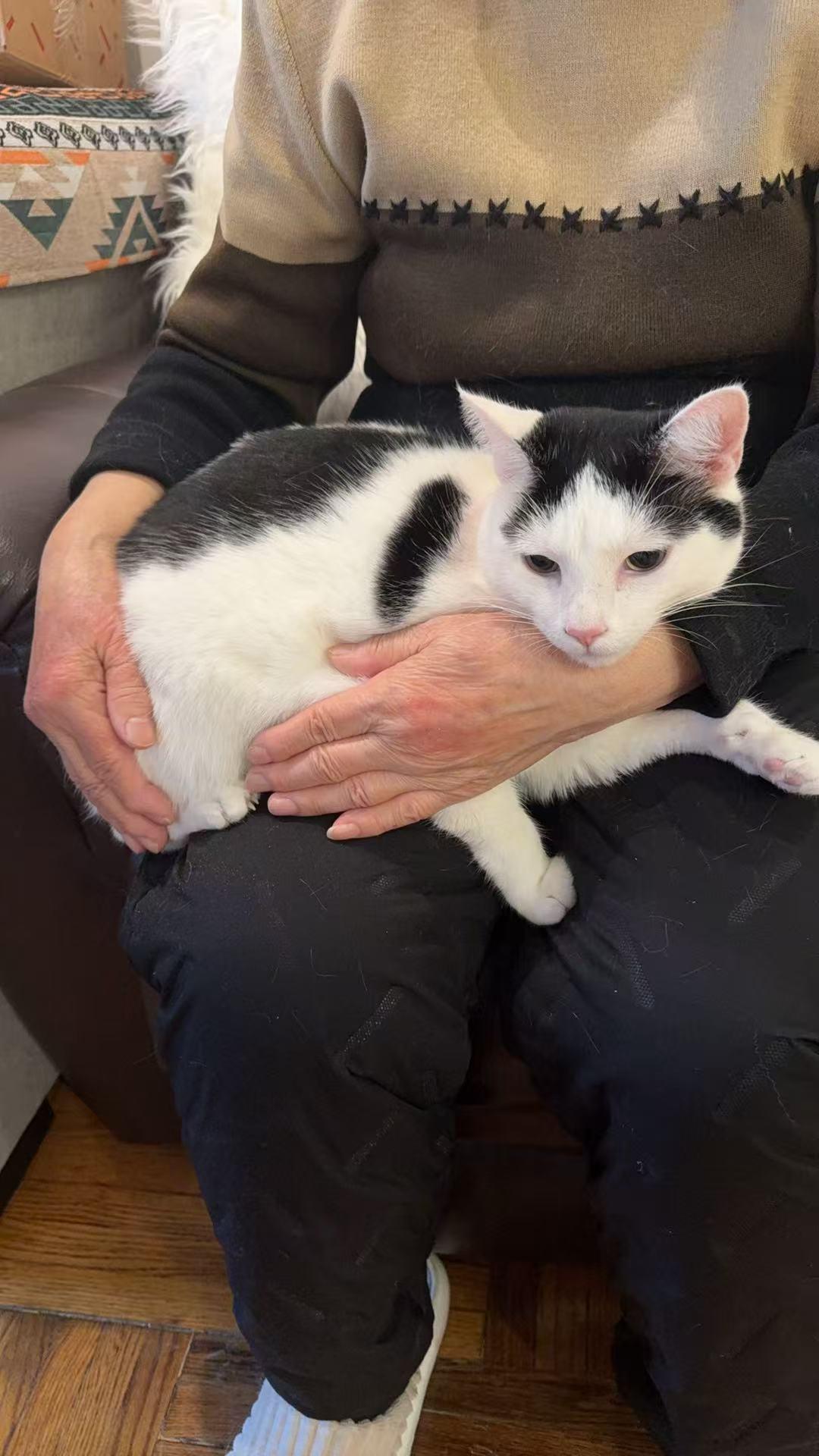 Yian Yian, adopted, Young Male Tuxedo & Domestic Short Hair.