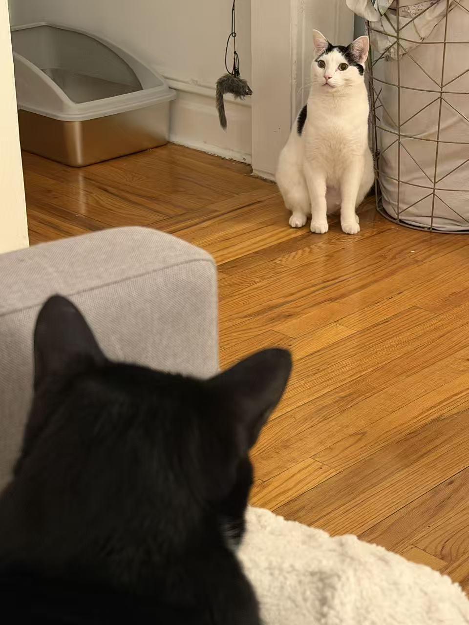 Enlarge Yian Yian, an adopted mixed breed in Flushing, NY image 3/6