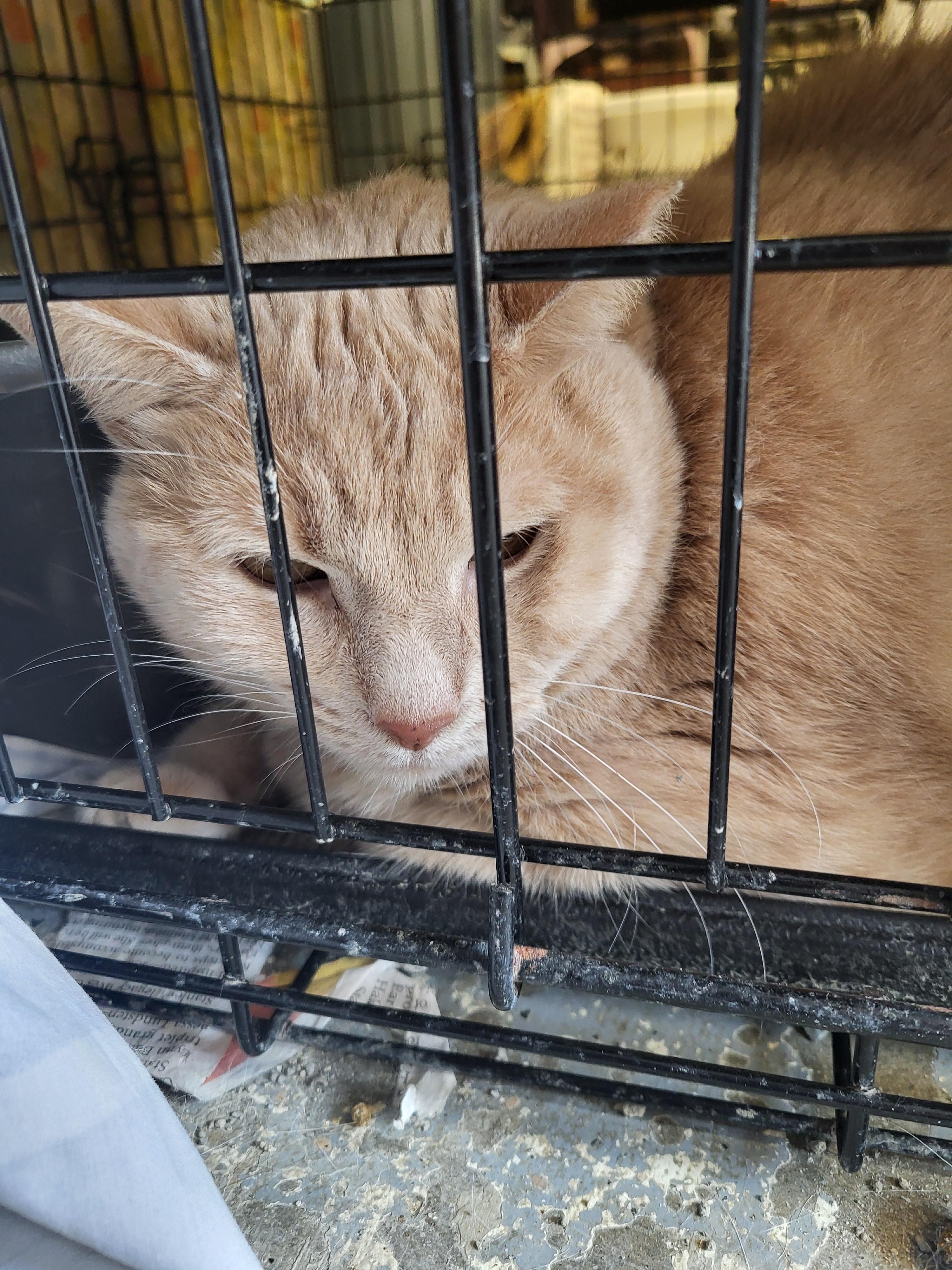 Garfield