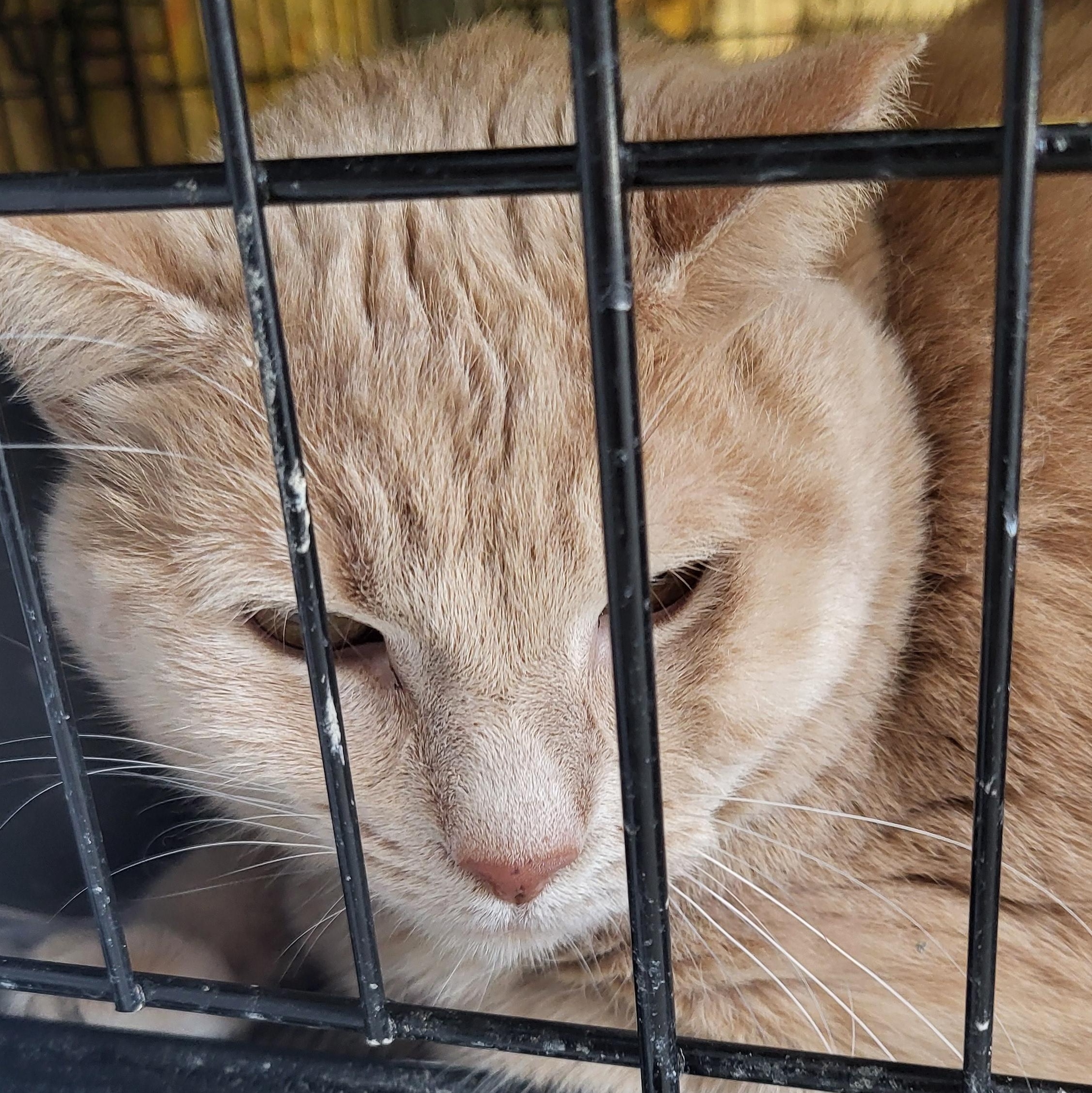 Enlarge Garfield, a Adoptable Domestic Short Hair in Muncie, IN image 1/1