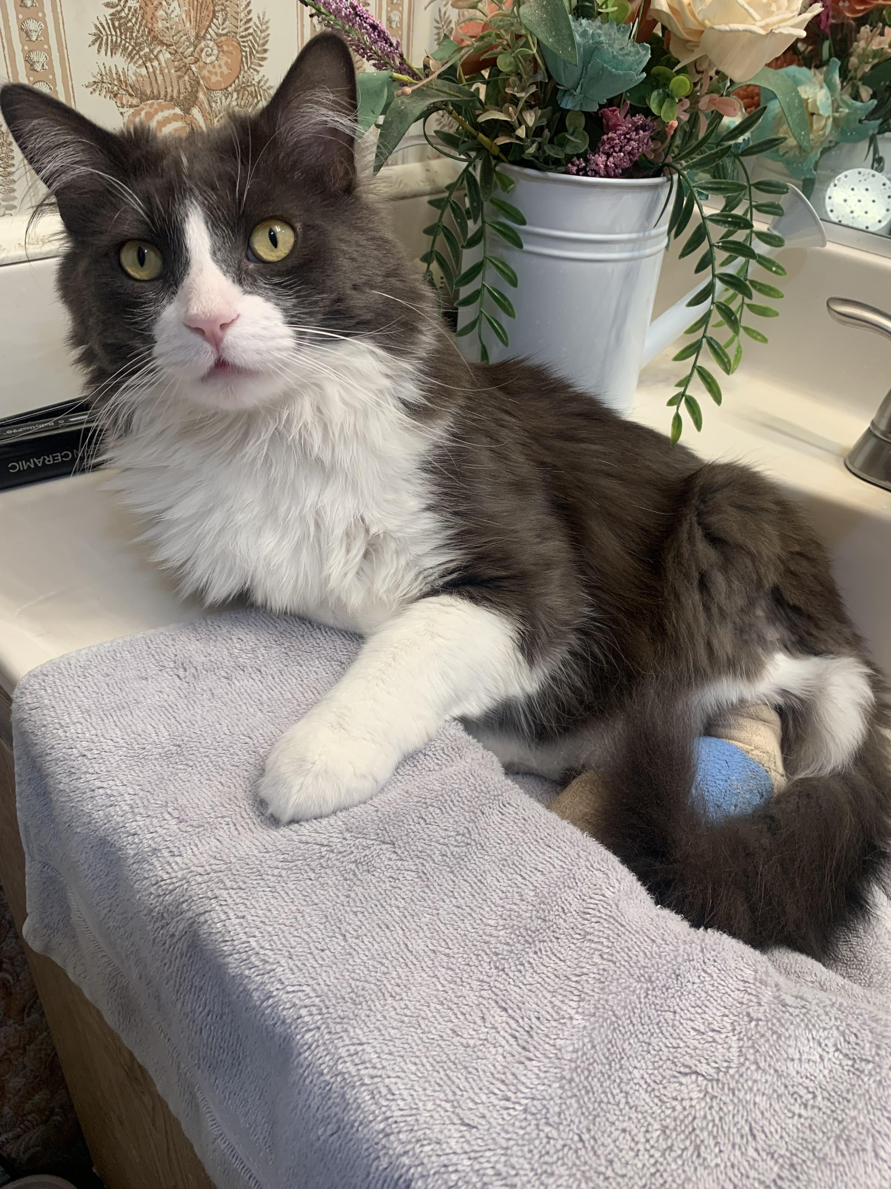 FRANK, Adoptable, Young Male Norwegian Forest Cat & Maine Coon.