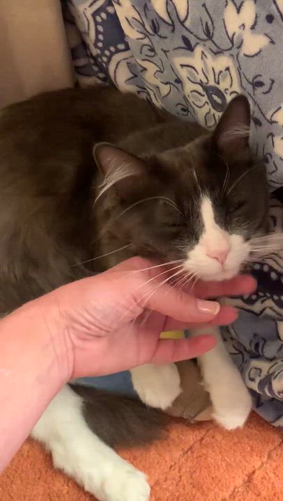 Enlarge FRANK, a Adoptable mixed breed in Palmdale, CA video 4/4