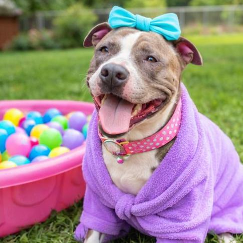 Carmen, Adoptable, Adult Female Mixed Breed.