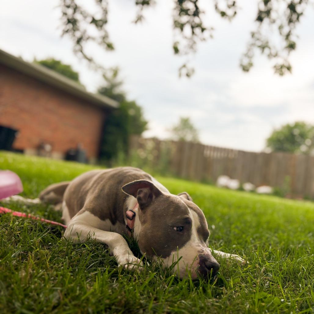 Enlarge Carmen, a Adoptable Mixed Breed in Springboro, OH image 4/6
