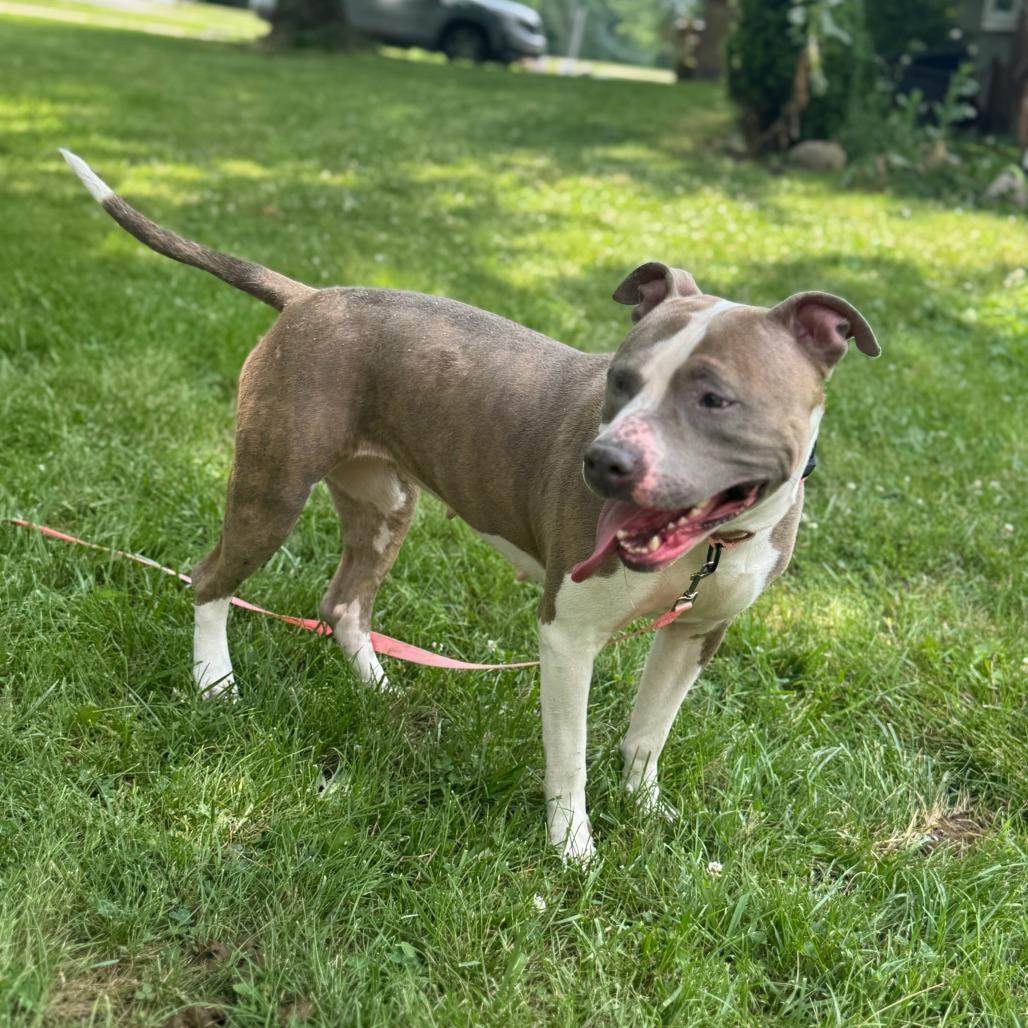 Enlarge Carmen, a Adoptable Mixed Breed in Springboro, OH image 5/6