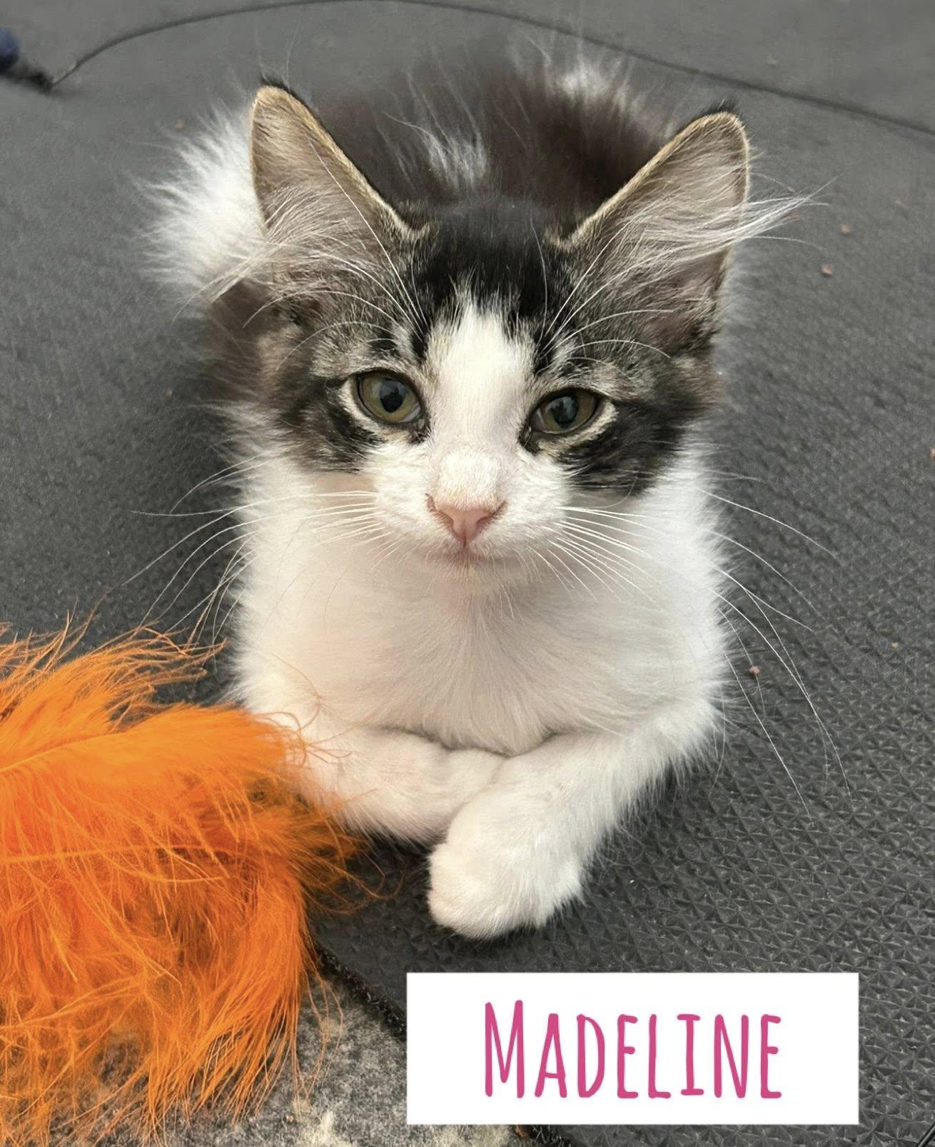 Madeline