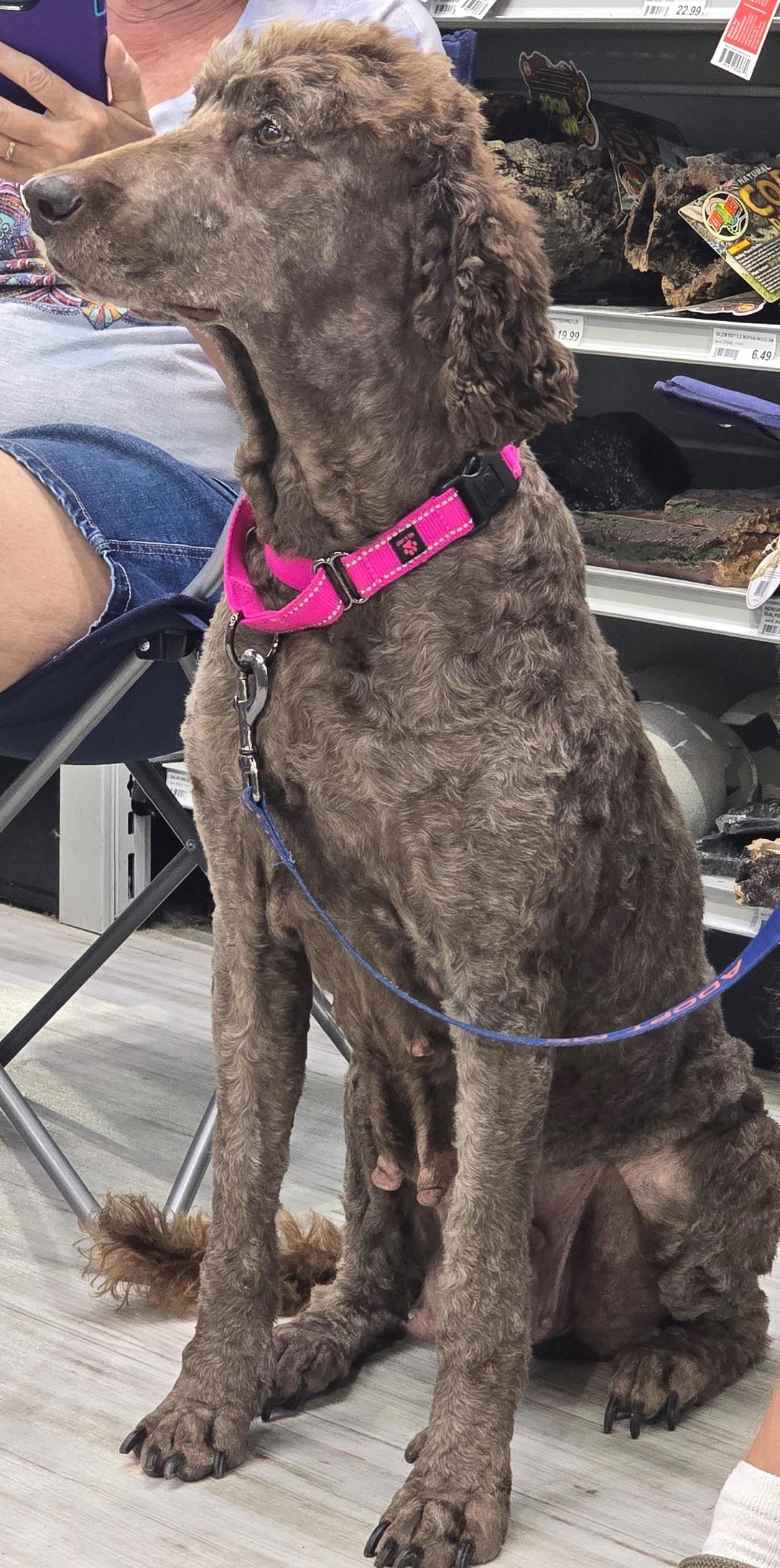 Sasha, a ADOPTABLE Standard Poodle in Lansing, MI image 4/6