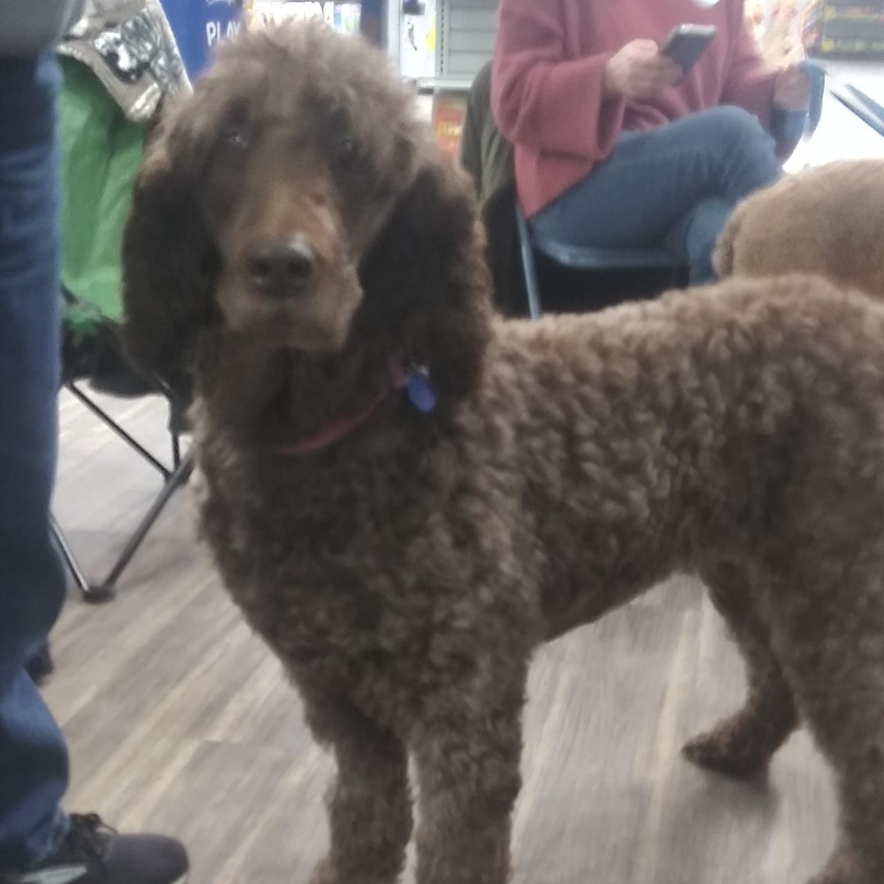 Sasha, a ADOPTABLE Standard Poodle in Lansing, MI image 5/6