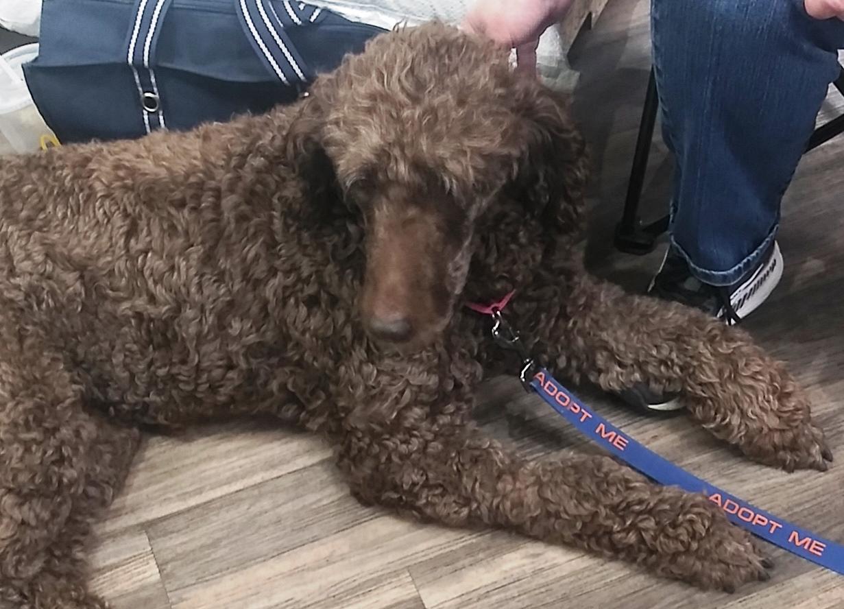 Sasha, a ADOPTABLE Standard Poodle in Lansing, MI image 6/6