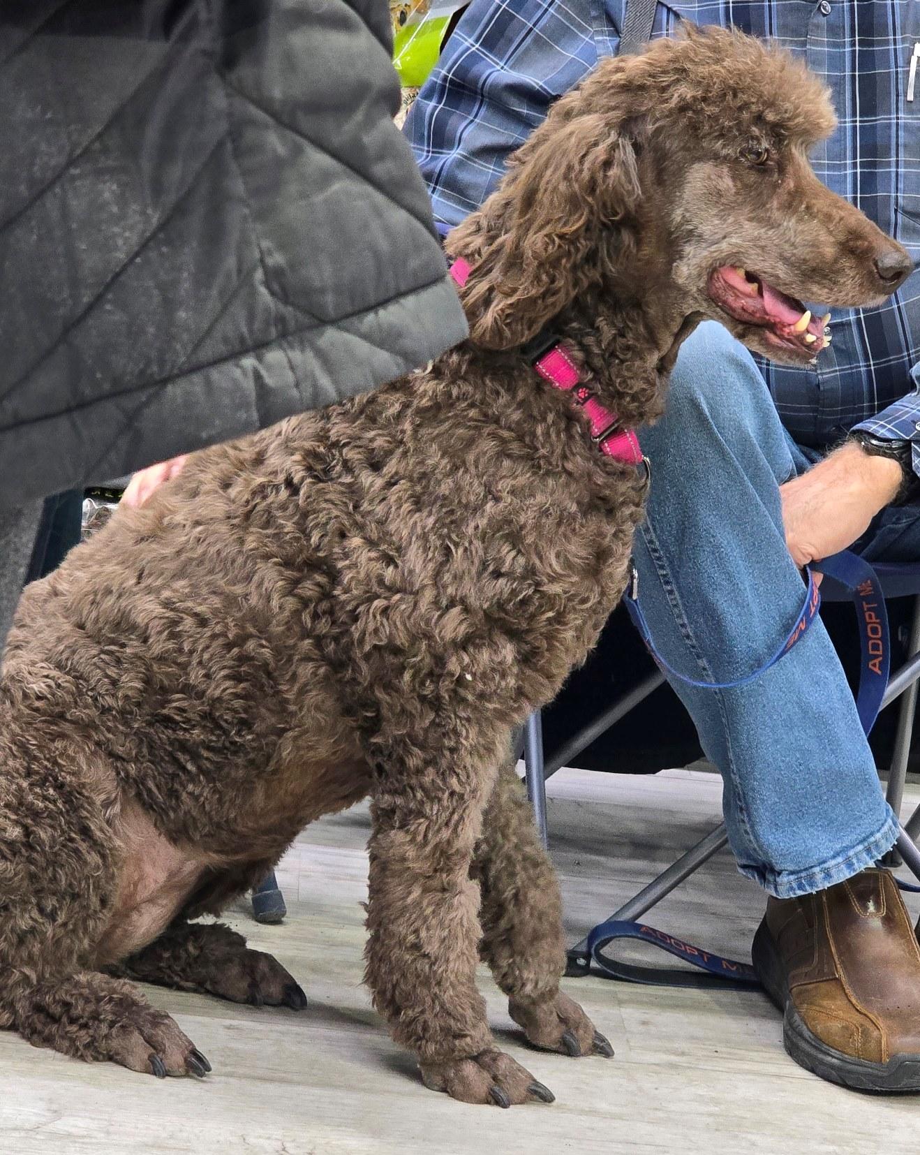 Sasha, a ADOPTABLE Standard Poodle in Lansing, MI image 3/6