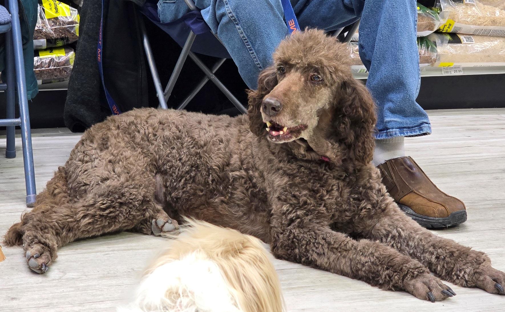 Sasha, ADOPTABLE, Adult Female Standard Poodle.