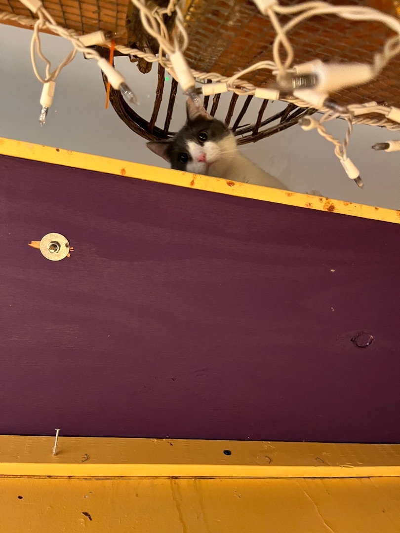 Enlarge Figaro, a Adoptable Domestic Short Hair in Memphis, TN image 1/3