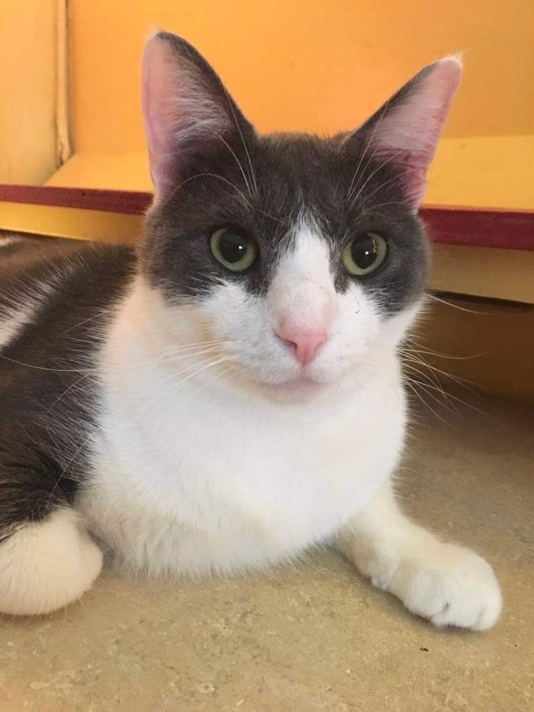 Enlarge Figaro, a Adoptable Domestic Short Hair in Memphis, TN image 2/3