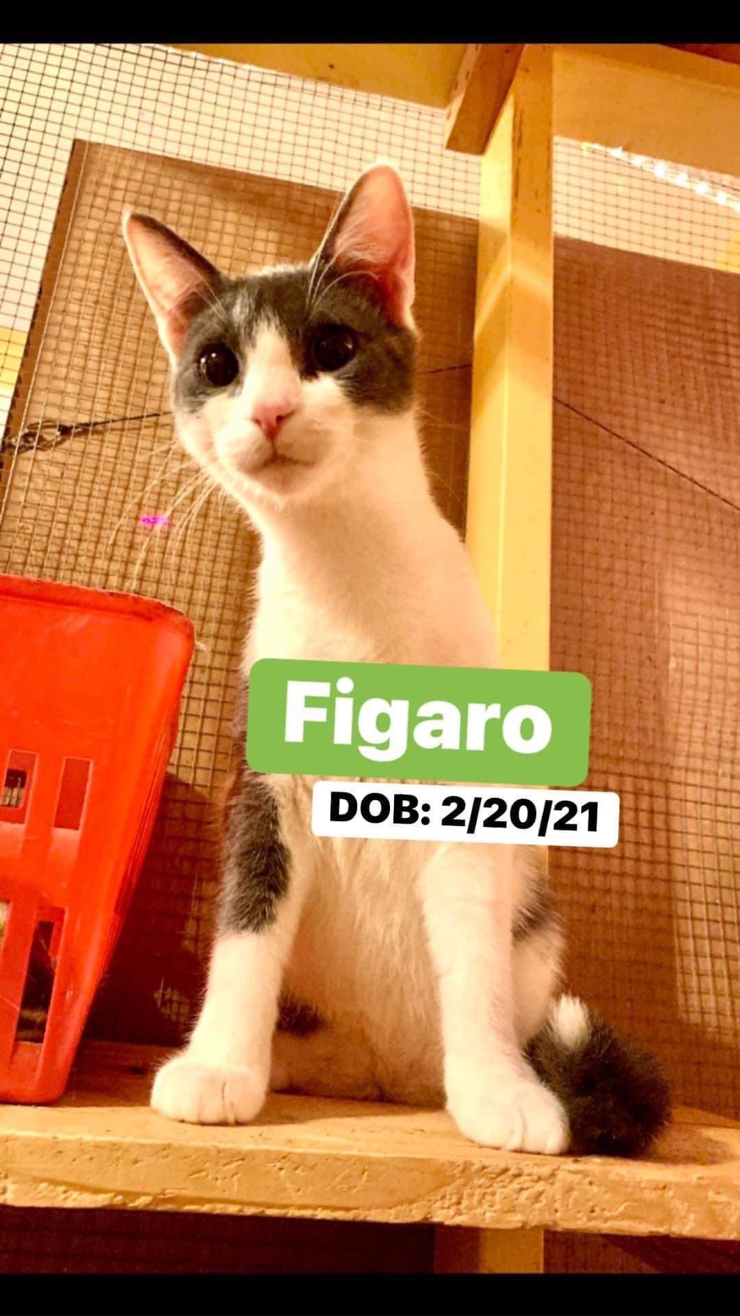 Enlarge Figaro, a Adoptable Domestic Short Hair in Memphis, TN image 3/3