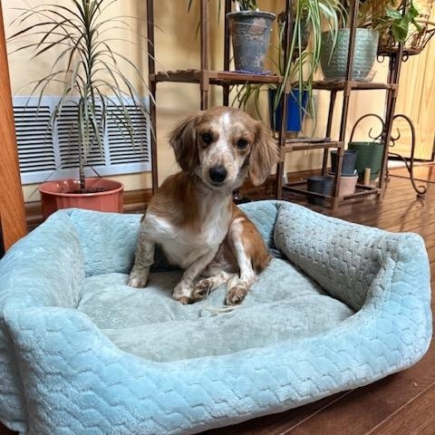 Pumpkin, Adopted, Young Female Dachshund.