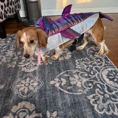 Pumpkin, a Adopted Dachshund in Lowell, IN image 2/5