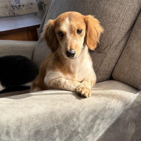 Pumpkin, a Adopted Dachshund in Lowell, IN image 3/5