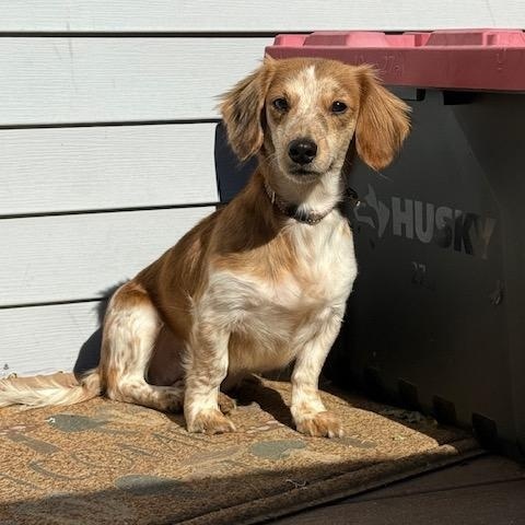 Pumpkin, a Adopted Dachshund in Lowell, IN image 4/5