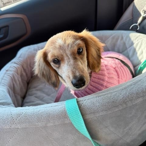 Pumpkin, a Adopted Dachshund in Lowell, IN image 5/5