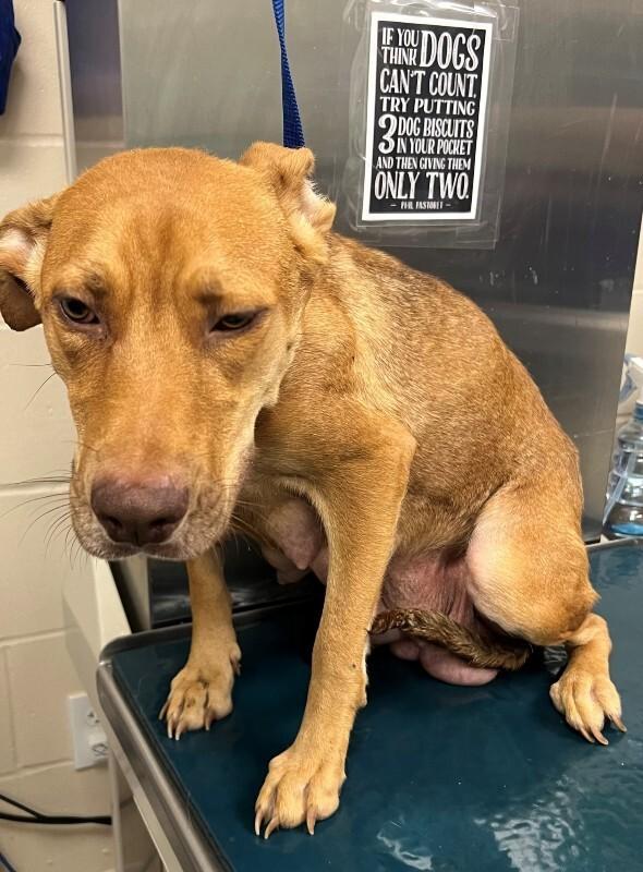Sassy, Adoptable, Adult Female Vizsla.