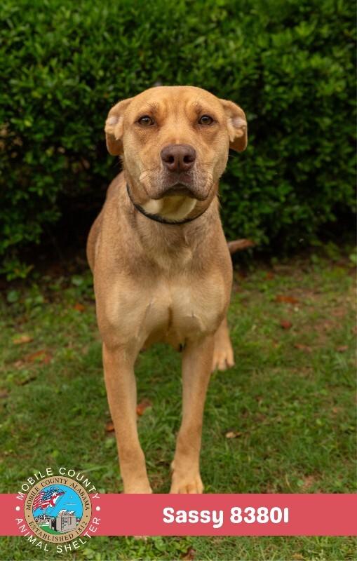 Sassy, a Adoptable Vizsla in Mobile, AL image 2/3
