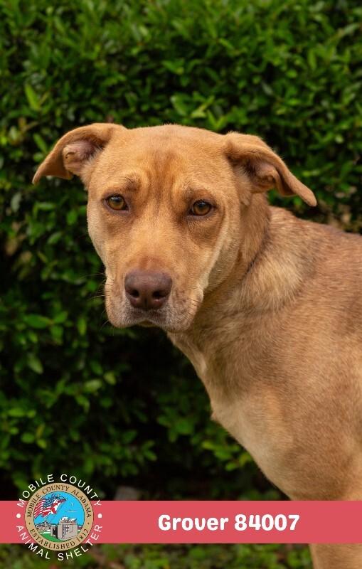 Sassy, a Adoptable Vizsla in Mobile, AL image 3/3