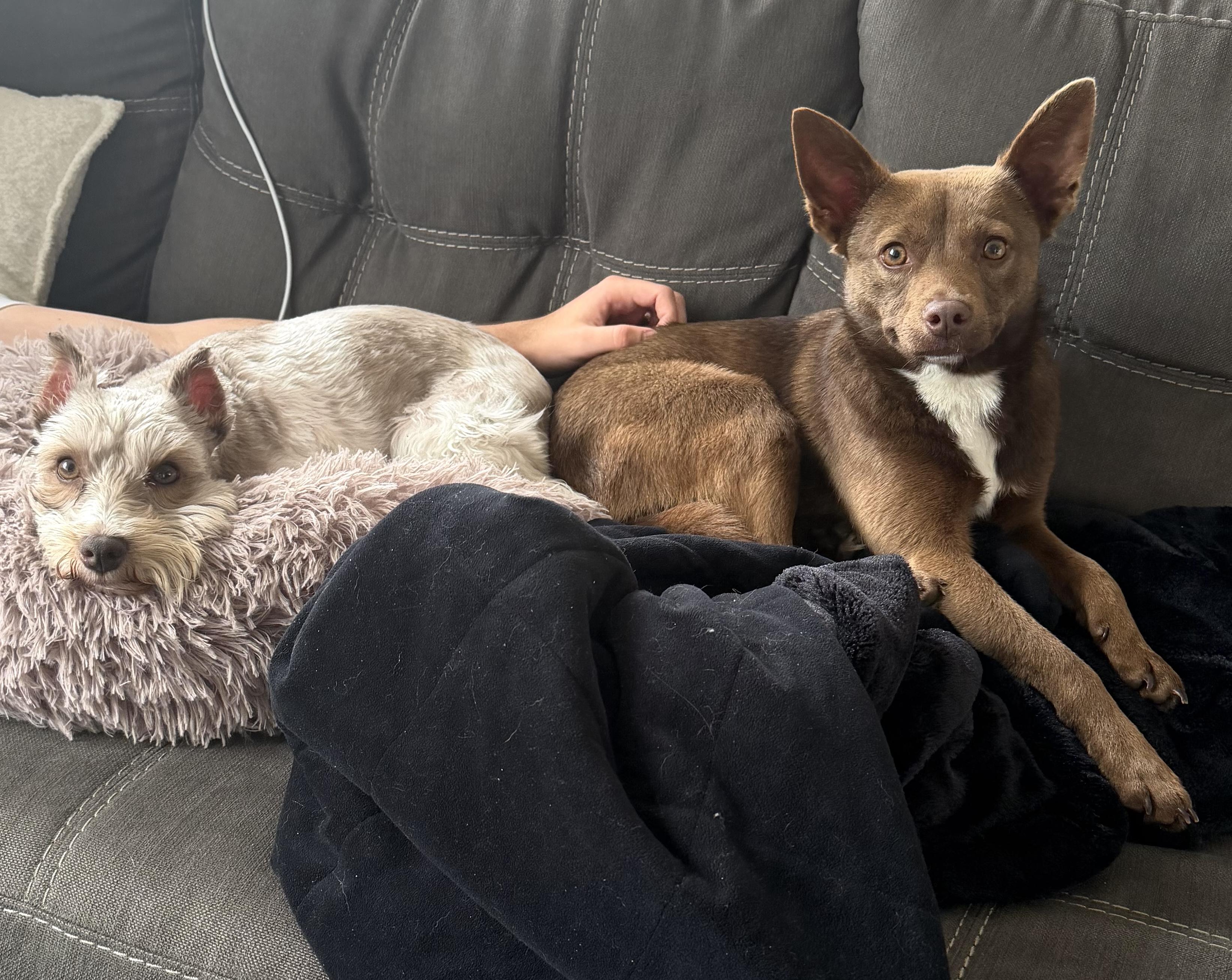 Yogi, an adopted mixed breed in Brooklyn, NY image 4/6