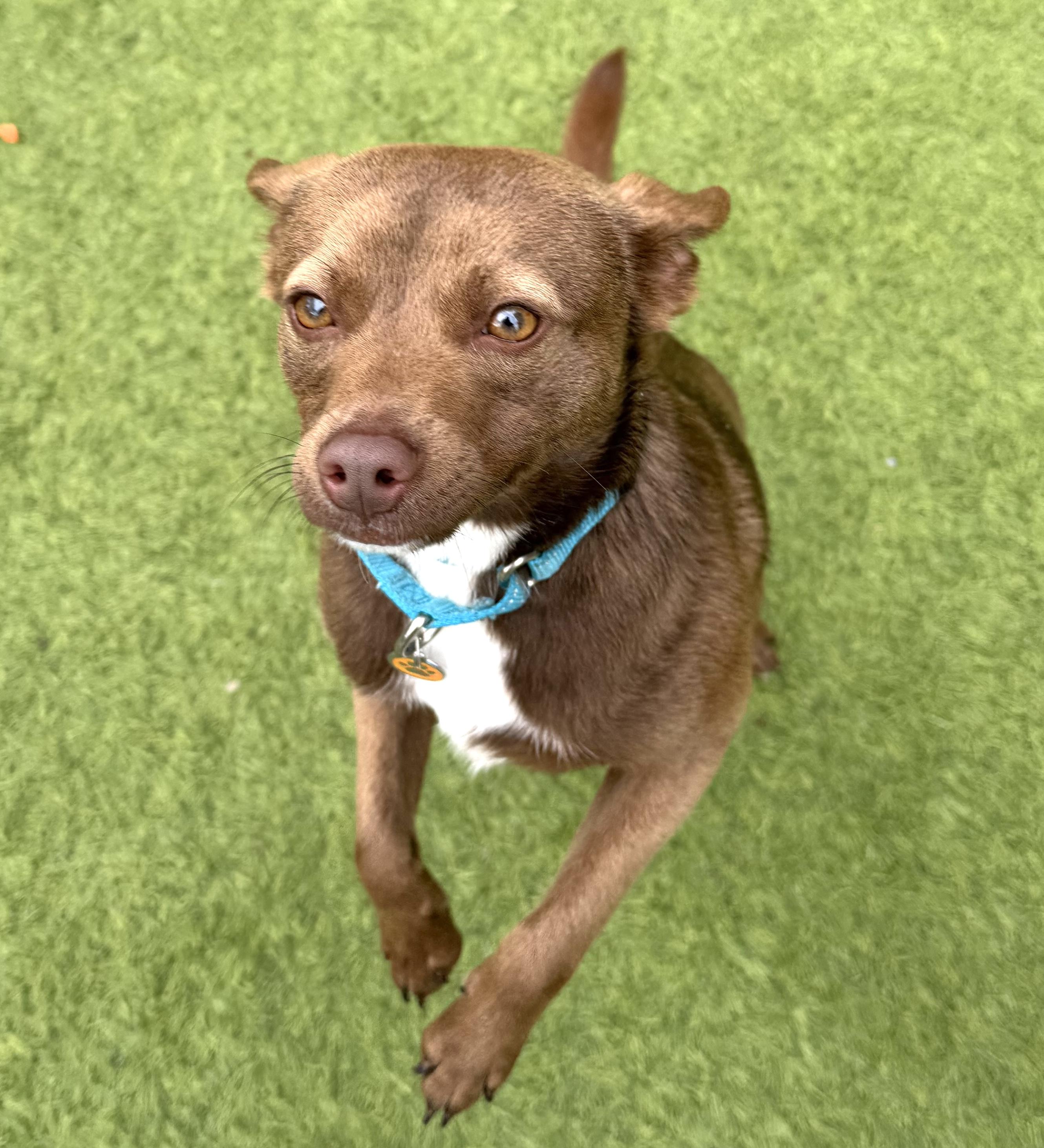 Yogi, an adopted mixed breed in Brooklyn, NY image 5/6