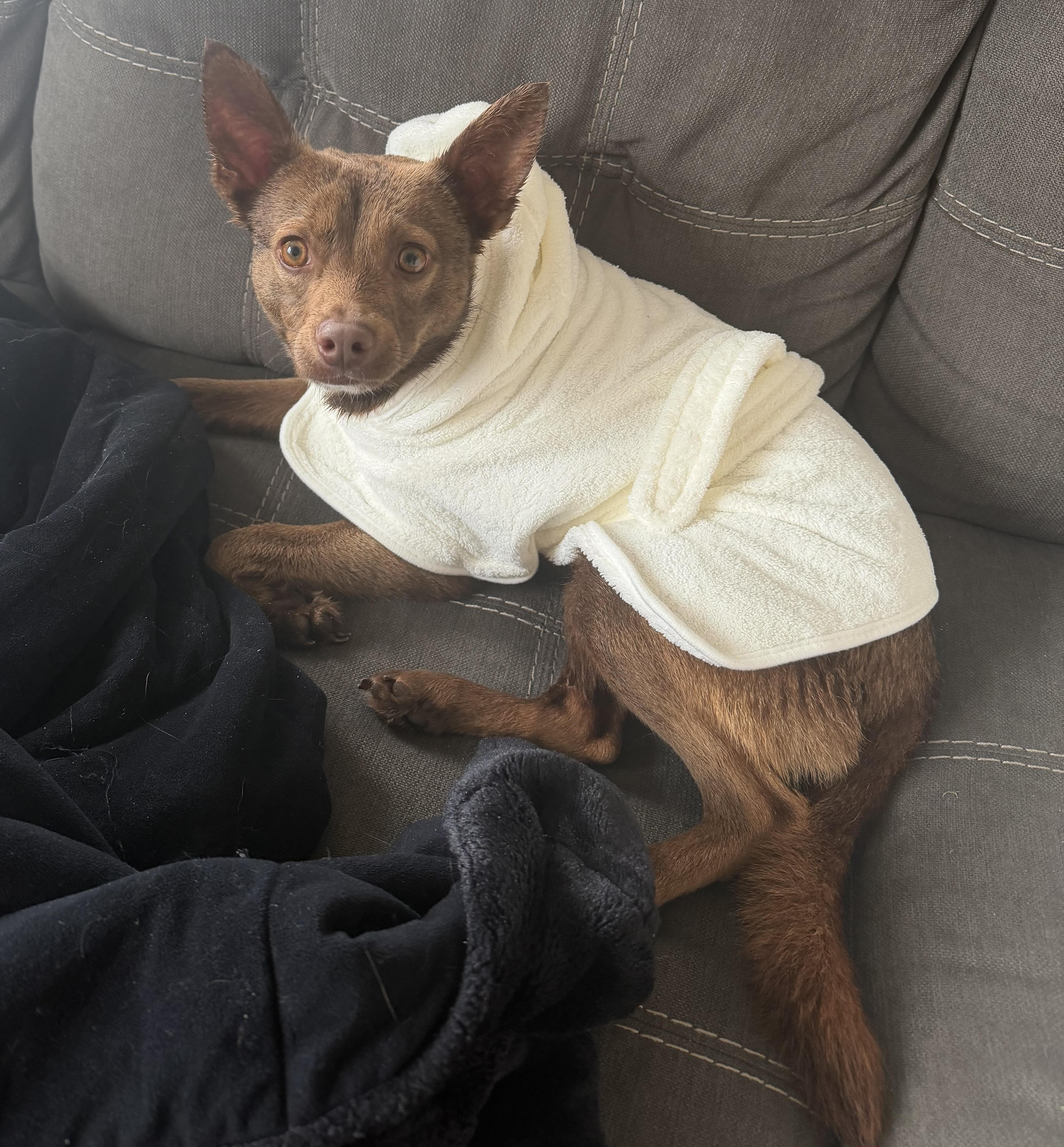 Yogi, an adopted mixed breed in Brooklyn, NY image 6/6