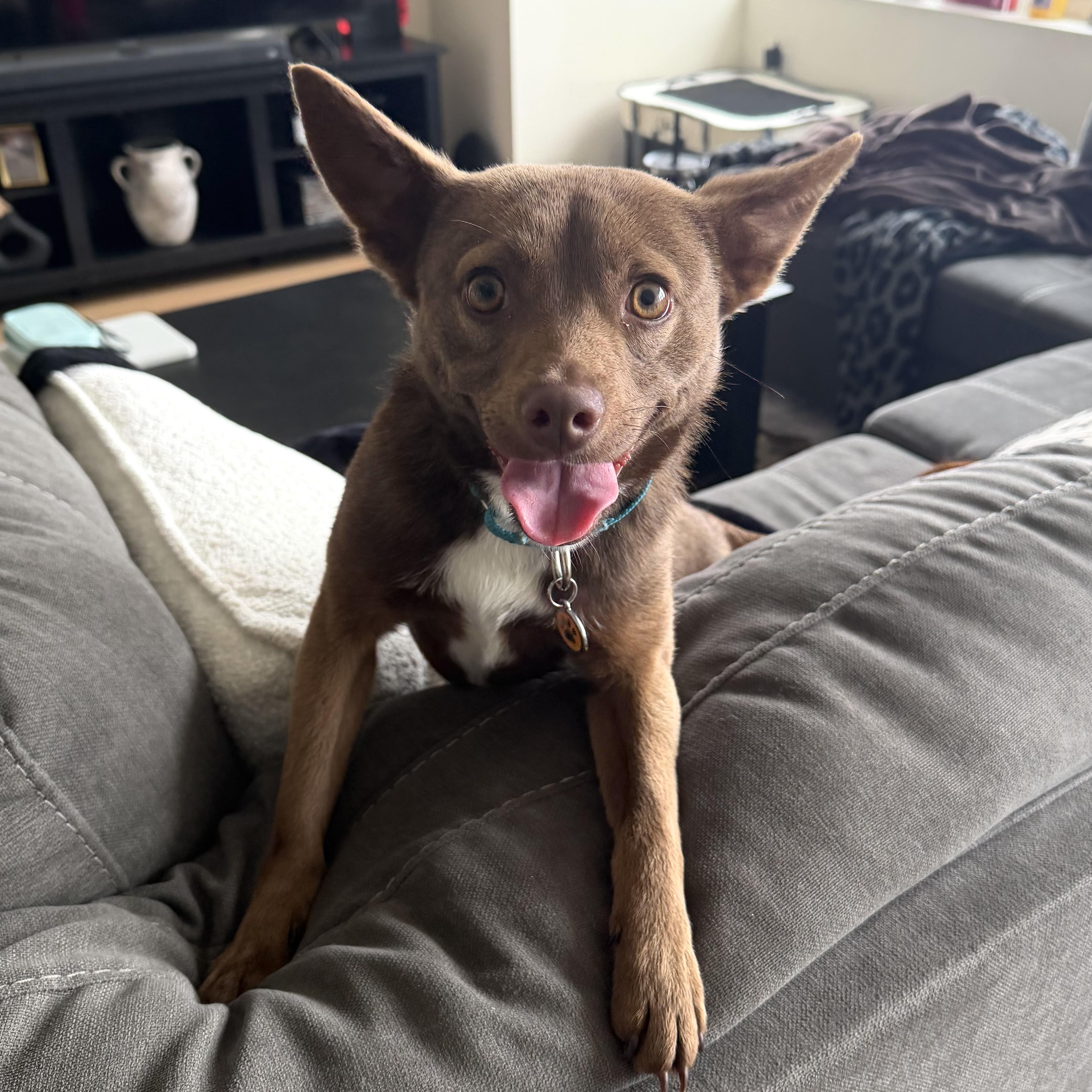 Yogi, an adopted mixed breed in Brooklyn, NY image 1/6