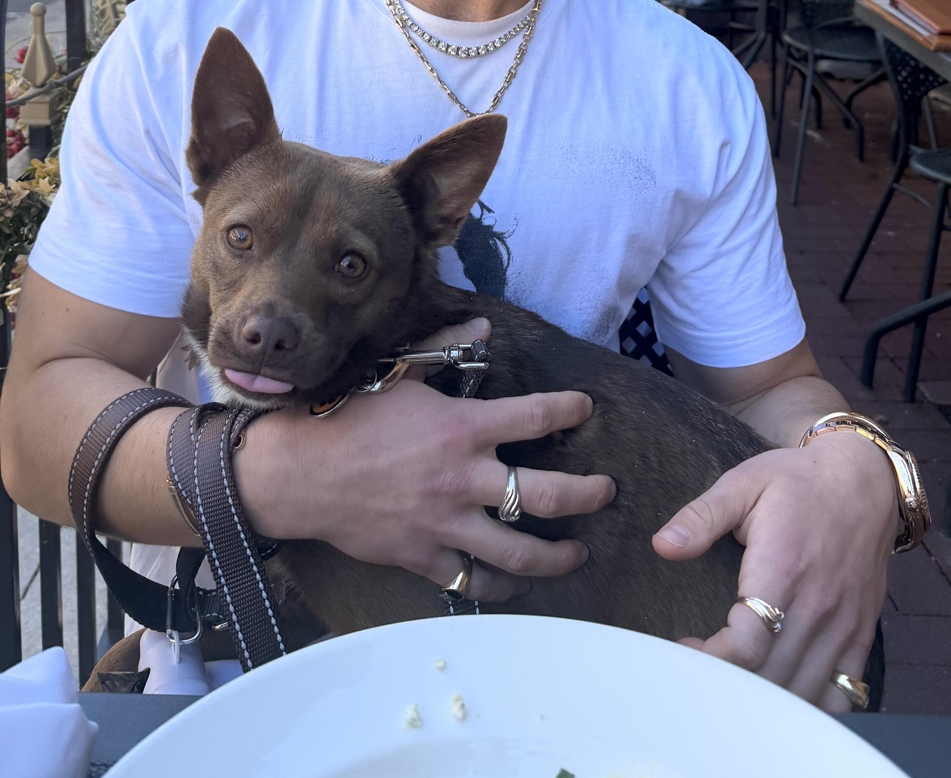 Yogi, an adopted mixed breed in Brooklyn, NY image 2/6