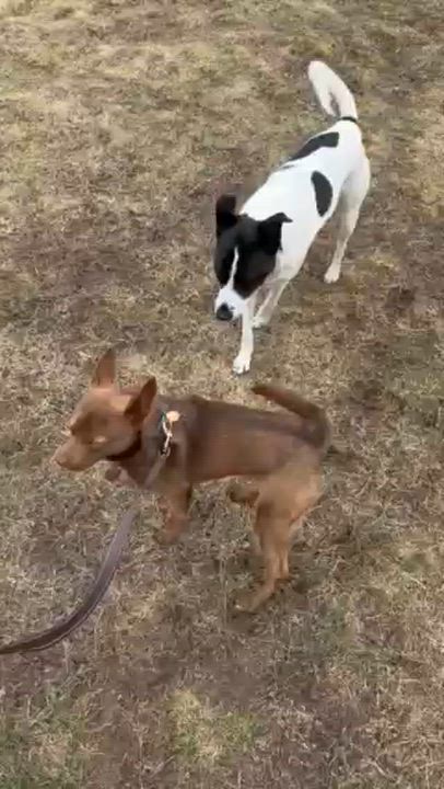 Enlarge Yogi, an adopted mixed breed in Brooklyn, NY video 3/6