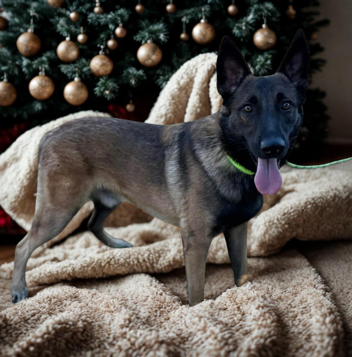 Creed, a Adoptable mixed breed in Kuna, ID image 1/2