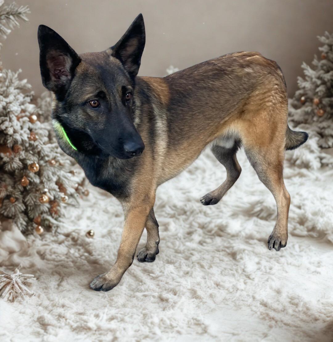 Creed, Adoptable, Young Male German Shepherd Dog & Belgian Shepherd / Malinois.